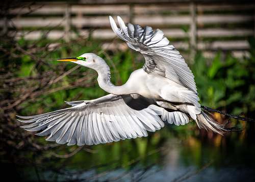 bird selective focus photography of flying white bird during daytime stork