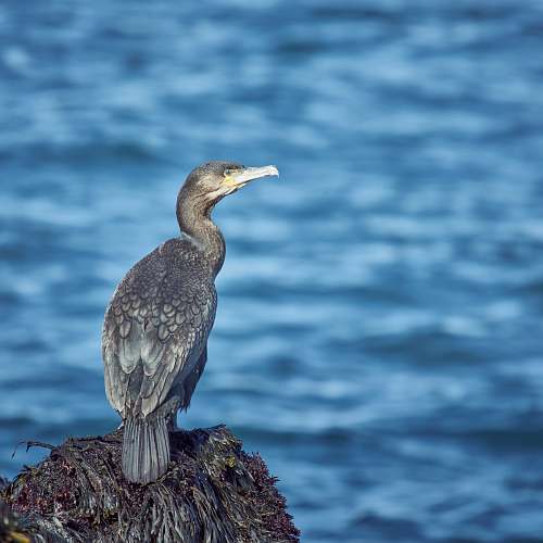waterfowl selective focus photography of gray bird beside shore during daytime iceland