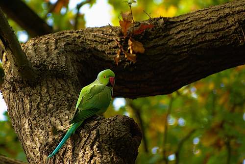 bird selective focus photography of green bird on tree during daytime parakeet