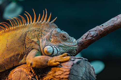 lizard selective focus photography of iguana iguana