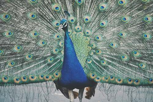 bird selective focus photography of Indian peafowl peacock