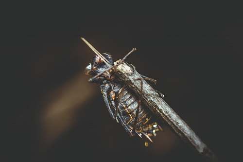 insect selective focus photography of insect on twig invertebrate