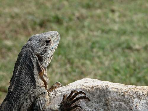 lizard selective focus photography of og gray and black iguana reptile