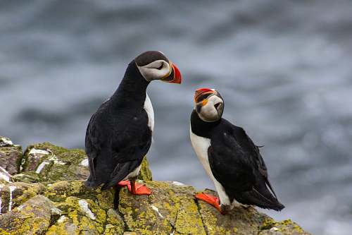 bird selective focus photography of two Atlantic puffins puffin