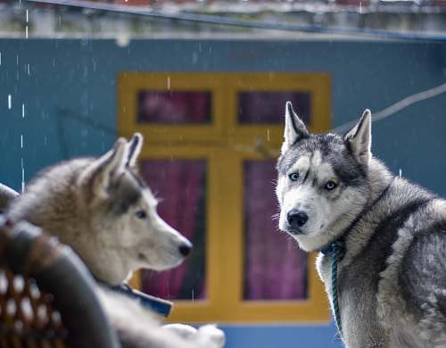 pet selective focus photography of two Siberian husky during daytime canine