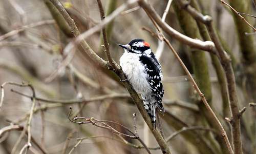 bird selective focus photography of white and black bird perching on twigs ohio