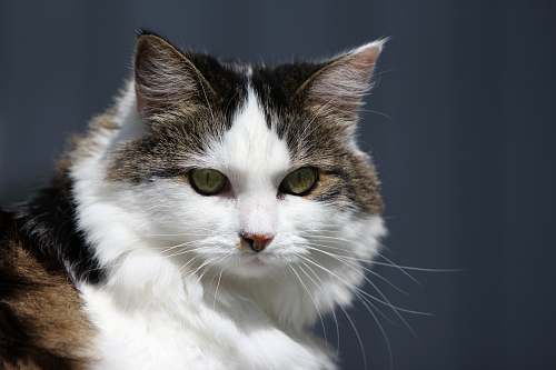 pet selective focus photography of white, tan, and black cat cat