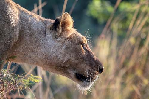 lion selective photography of lioness cat