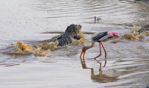 bird shallow focus photo o fblack crocodile in body of water sri lanka