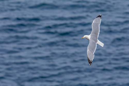 bird shallow focus photo of bird flying above body of water during daytime flying