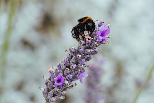 bee shallow focus photo of blue flower apidae