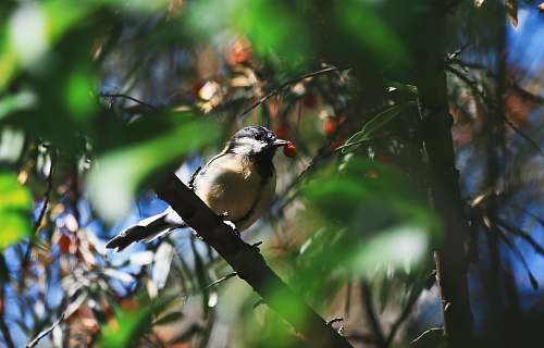 jay shallow focus photo of brown and black bird blue jay