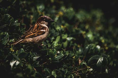 bird shallow focus photo of brown bird sparrow