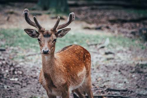 mammal shallow focus photo of brown deer antelope