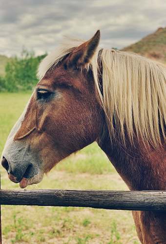 mammal shallow focus photo of brown horse horse