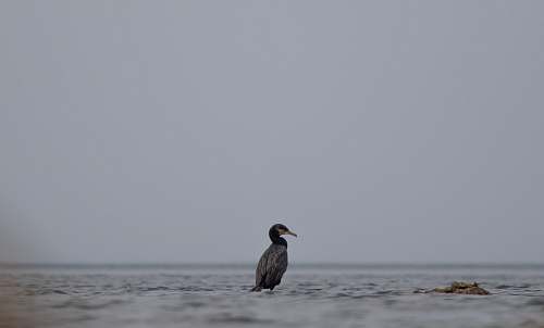 waterfowl shallow focus photo of gray bird cormorant