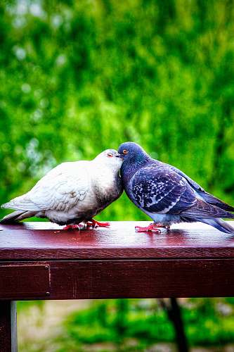 bird shallow focus photo of two blue and white pigeons dove