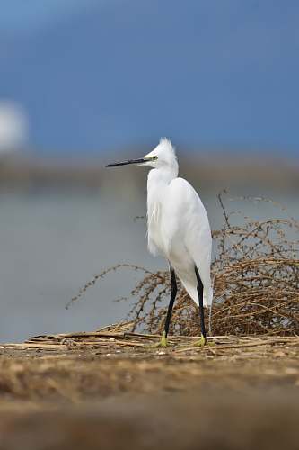 bird shallow focus photo of white bird ardeidae