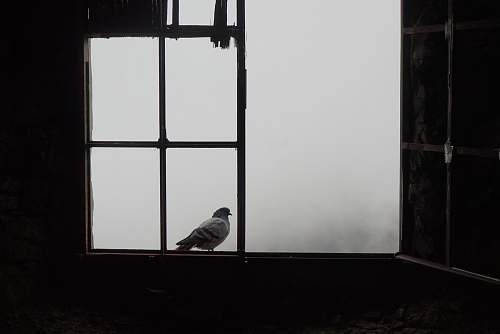 bird shallow focus photo of white bird on window black-and-white