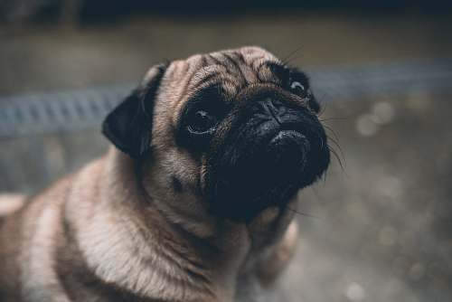 dog shallow focus photography of adult fawn pug canine