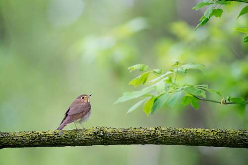 bird shallow focus photography of bird on tree trunk during daytime robin