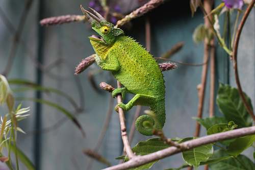 reptile shallow focus photography of chameleon in branch plant
