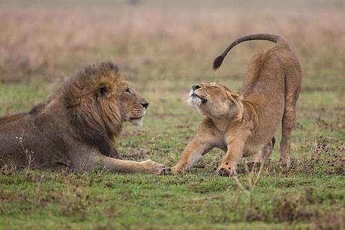 lion shallow focus photography of lioness standing beside lion wildlife