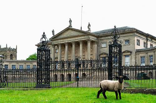 mammal sheep near gates sheep