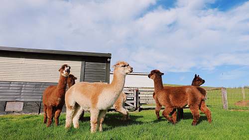 mammal sheeps on grass alpaca
