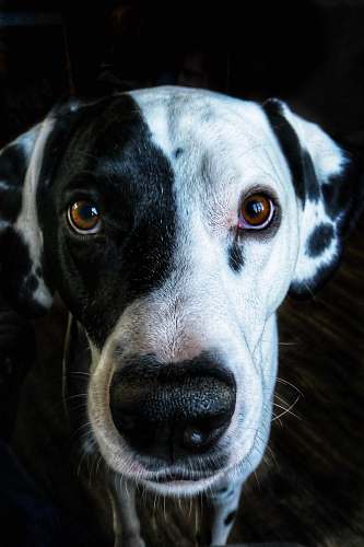 dog short-coat black and white dog canine