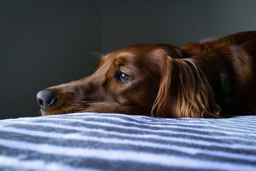 dog short-coat brown dog lying on blue and white striped bedspread pet
