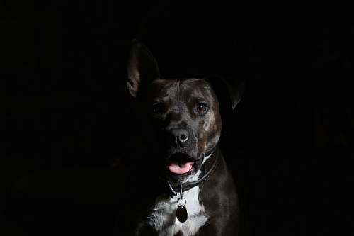 canine short-coated black and white dog dog