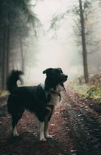 dog short-coated black and white dog standing outdoor canine
