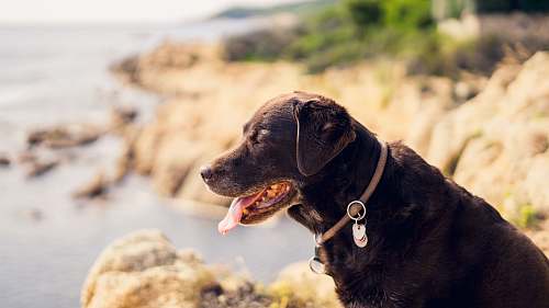 mammal short-coated black dog on beige rock formation canine