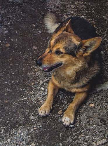 dog short-coated brown and black dog lying on ground pet
