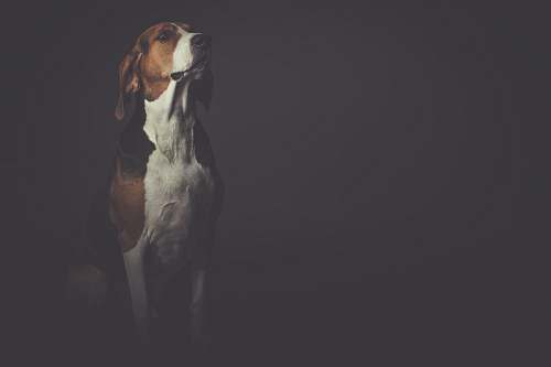 dog short-coated brown and white dog pet