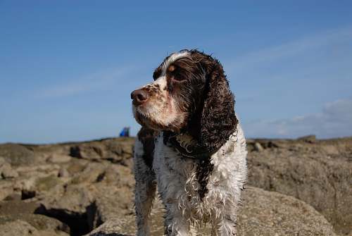 dog short-coated brown and white dog on rock during daytime pet