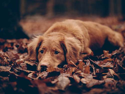dog short-coated brown dog photo pet