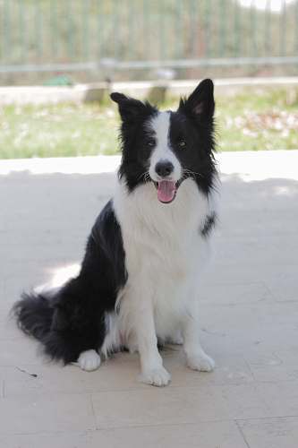 dog short-coated white and black dog sitting on floor canine