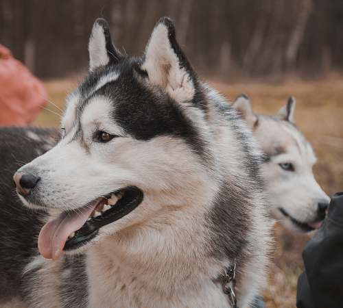 pet short-coated white and gray dog dog
