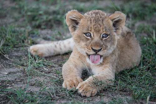 mammal short-fur brown lion cub lying on green grass plant lion