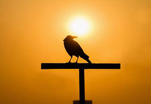 bird silhouette of crown during sunset silhouette