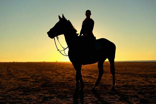 mammal silhouette photography of person riding horse horse