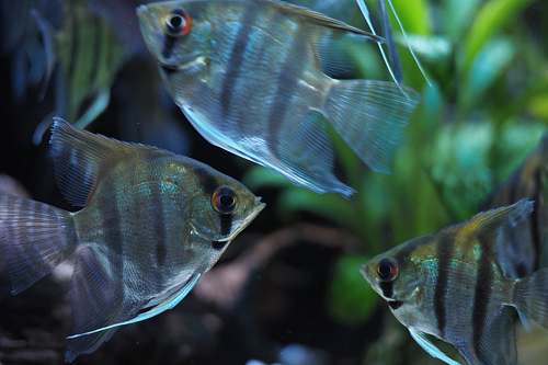 fish silver angel fish angelfish