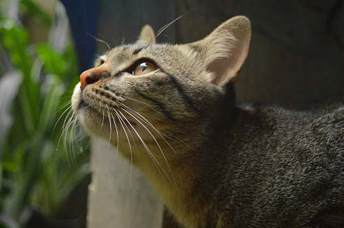 abyssinian silver tabby cat mammal