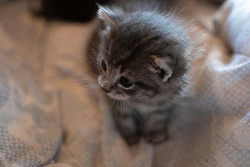pet silver tabby kitten cat