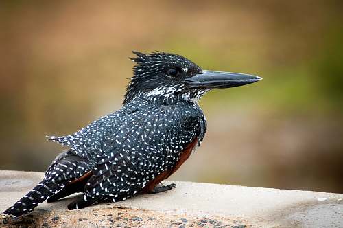 bird small black bird beak