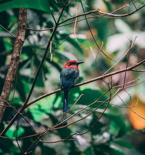 bird small red and black bird on tree branch during daytime finch