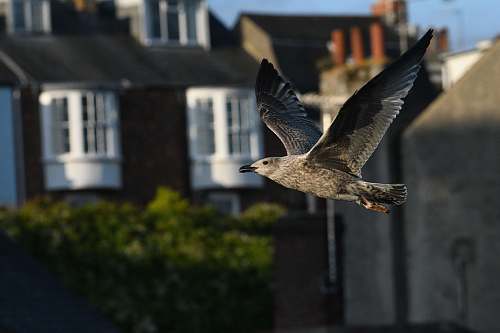 bird soaring bird flying