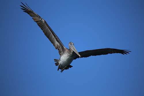 bird soaring gray pelican pelican